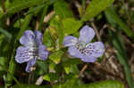 Oblongleaf snakeherb